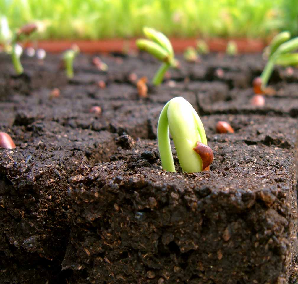 Growth ETF