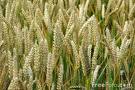 Agriculture ETFs