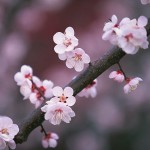 Japan ETF