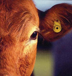 Commodity ETF