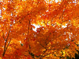 October ETF Performance Report October ETF Performance Report