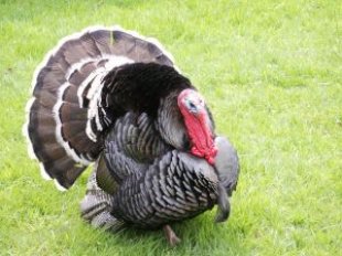 November ETFs