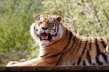 Tiger_Sumatran_Indonesia_242809_tn
