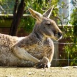 Australia ETF