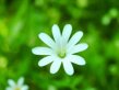 flower_summer_feelings_250229_tn
