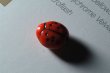 macro_bead_lady_3771_tn