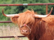 scotland-sutherland-dornoch-32349-tn