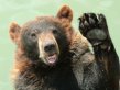 bear_waving_bear_252005_tn