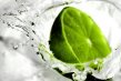 lime_liquid_crown_226535_tn