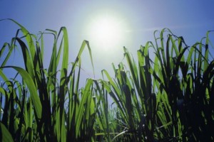 Commodity ETFs