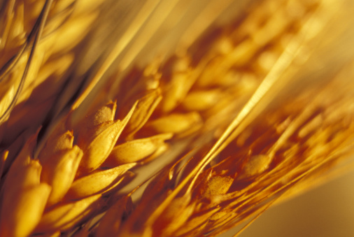 Analyst Sees Wheat Strength Despite Rough Third Quarter