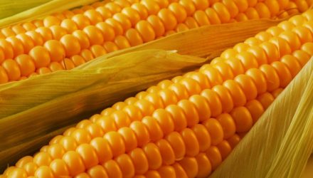 Corn ETF Looks to Breakout