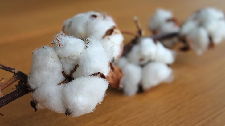 Cotton Exchange Traded Note Could Soften