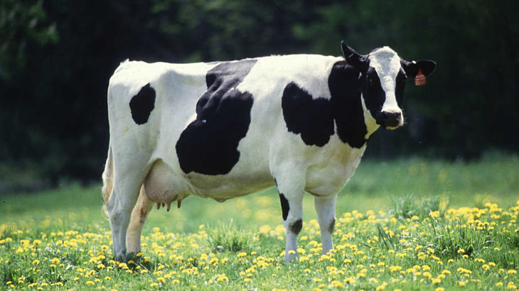 New 'Cash Cows' ETF Could Enhance Shareholder Value