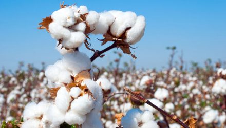 Pressure Remains on the Cotton ETN