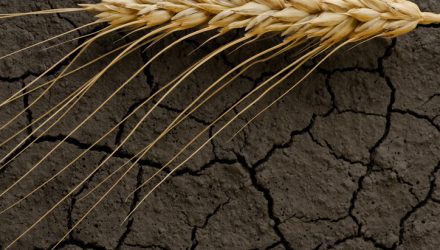 Grains Commodity ETFs Rally as Drought Threatens Supply