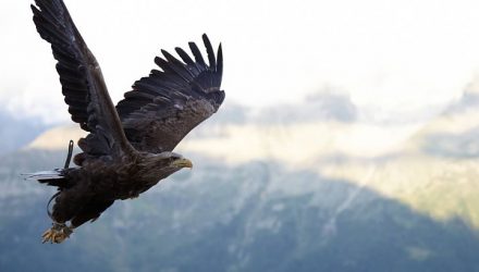 Hawks, Hawks Everywhere State of the Markets Update
