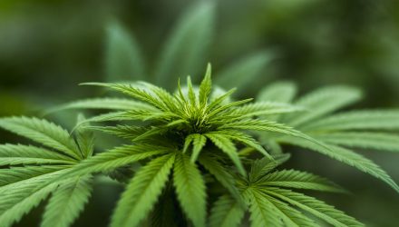 A 'New' Marijuana ETF Is On The Way