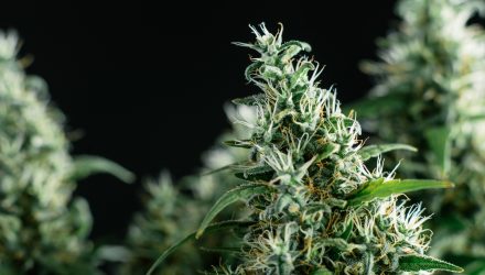 Marijuana ETF Looks to Light it up in 2018