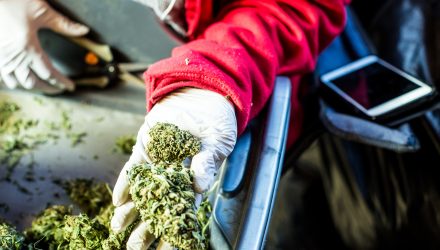 Marijuana ETF is a Big Hit with Investors