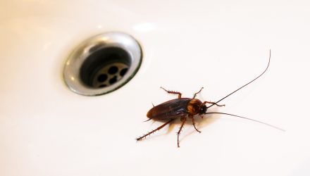 Researchers Apply Cockroach Locomotion To New Robots