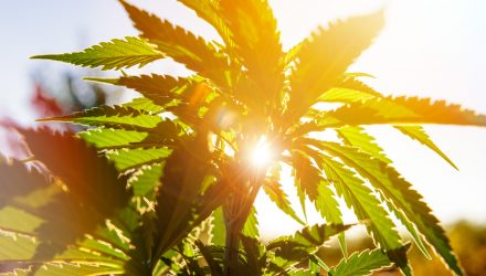 Golden State Could be Golden for Marijuana ETF
