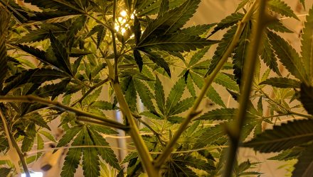 Going Green? Investing in Marijuana ETFs