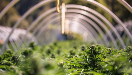 Marijuana ETFs Grow on Canadian Parliament's Ruling