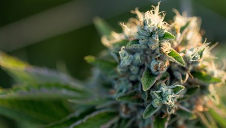 Cannabis-Related ETF is Growing Out