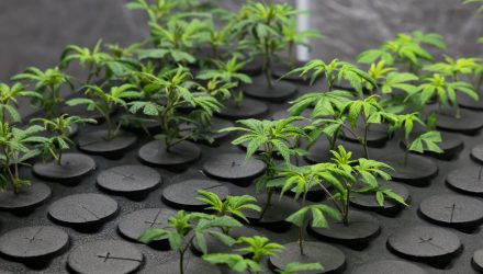 Marijuana ETF Reaches 10x Valuation in Less than a Year