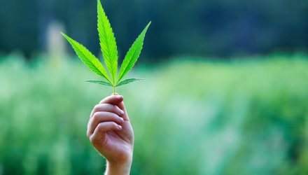 Cannabis Green Amid Red
