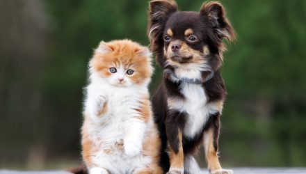 ProShares Grooms New ETF for Pet Care Industry