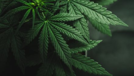 A Strong Start to 2019 for Marijuana ETF