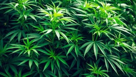 Can The Cannabis ETF Remain Hot?
