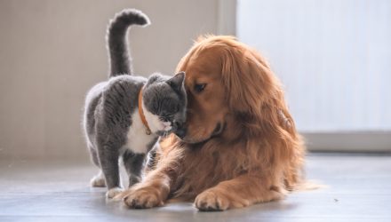 Chewy IPO Finds Its Way Into ProShares Pet Care ETF