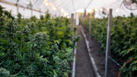 Could Illinois Marijuana Legalization Boost The Marijuana ETF Market?