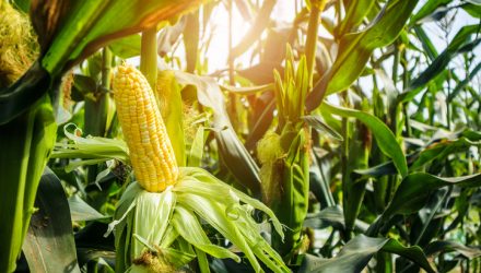 Agriculture ETFs An Alternative Way to Diversify a Traditional Portfolio