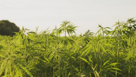 Innovation Shares Debuts Cannabis ETF 'THCX'