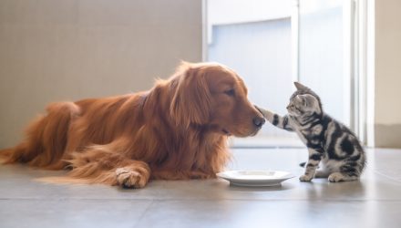 Pet Industry Innovation Could Further Fuel “PAWZ” ETF