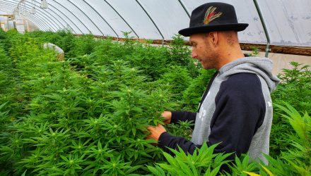 State of Illinois Starts 2020 With First Recreational Marijuana Sales