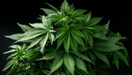 Cannabis ETF Holdings Remain Heavily Shorted