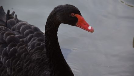 Give the Black Swan ETF a Closer Look Amid Market Madness