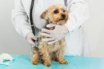 Pet Care ETF Holds up Well in Calamitous Market