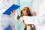 ETF of the Week: ProShares Pet Care ETF (PAWZ)
