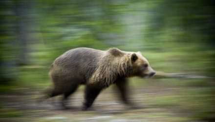 Bears Fled the Scene After Fed Backstopped High-Yield ETFs