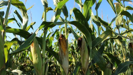Corn ETF Could Find Support from Rising Chinese Demand