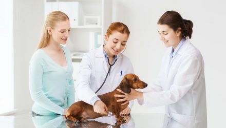 PAWZ Pet Care ETF Continues to Impress