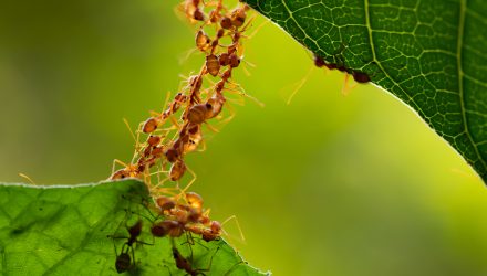ANTs (Active Non-Transparent ETFs) Are on the Rise