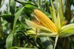 Argentina’s Leafhopper Infestation Could Disrupt Corn Supply