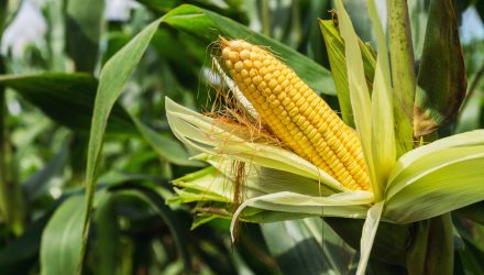Argentina's Leafhopper Infestation Could Disrupt Corn Supply